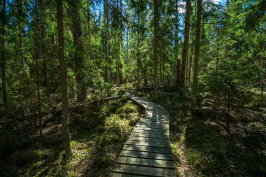 güzel bir akşam güneş ışığı yaz bataklık yeşil yaprakları ile bataklıkta ahşap patika. perspektif görünümü ahşap tahta