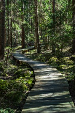 güzel bir akşam güneş ışığı yaz bataklık yeşil yaprakları ile bataklıkta ahşap patika. Boardwalk perspektif içinde görüntülemek - dikey, hareket eden aygıt hazır görüntü