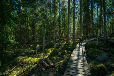 güzel bir akşam güneş ışığı yaz bataklık yeşil yaprakları ile bataklıkta ahşap patika. perspektif görünümü ahşap tahta