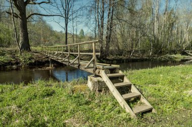 güzel bir akşam güneş ışığı yaz bataklık yeşil yaprakları ile bataklıkta ahşap patika. perspektif görünümü ahşap tahta