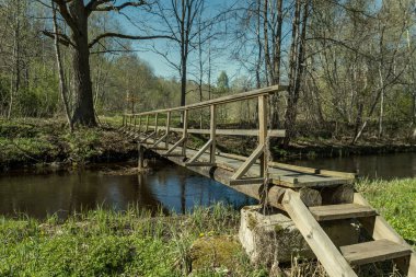 güzel bir akşam güneş ışığı yaz bataklık yeşil yaprakları ile bataklıkta ahşap patika. perspektif görünümü ahşap tahta