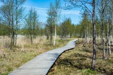 güzel bir akşam güneş ışığı yaz bataklık yeşil yaprakları ile bataklıkta ahşap patika. perspektif görünümü ahşap tahta