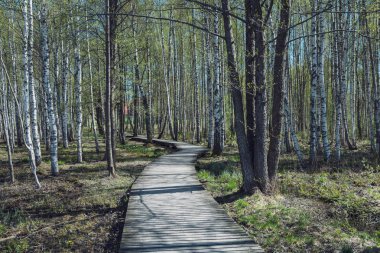 güzel bir akşam güneş ışığı yaz bataklık yeşil yaprakları ile bataklıkta ahşap patika. perspektif görünümü ahşap tahta