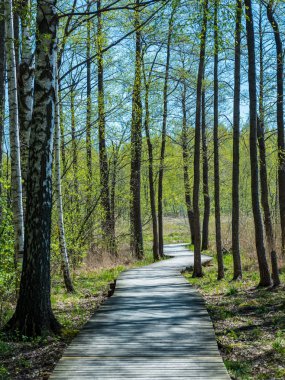 güzel bir akşam güneş ışığı yaz bataklık yeşil yaprakları ile bataklıkta ahşap patika. Boardwalk perspektif içinde görüntülemek - dikey, hareket eden aygıt hazır görüntü
