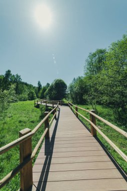 güzel bir akşam güneş ışığı yaz bataklık yeşil yaprakları ile bataklıkta ahşap patika. Boardwalk perspektif içinde görüntülemek - dikey, hareket eden aygıt hazır görüntü