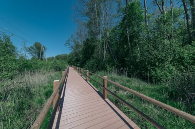 güzel bir akşam güneş ışığı yaz bataklık yeşil yaprakları ile bataklıkta ahşap patika. perspektif görünümü ahşap tahta