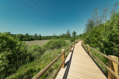 güzel bir akşam güneş ışığı yaz bataklık yeşil yaprakları ile bataklıkta ahşap patika. perspektif görünümü ahşap tahta