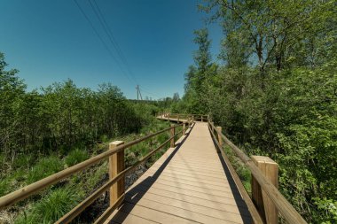 güzel bir akşam güneş ışığı yaz bataklık yeşil yaprakları ile bataklıkta ahşap patika. perspektif görünümü ahşap tahta