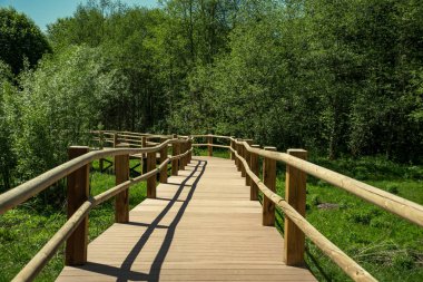 güzel bir akşam güneş ışığı yaz bataklık yeşil yaprakları ile bataklıkta ahşap patika. perspektif görünümü ahşap tahta