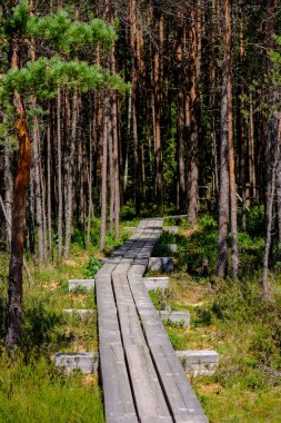 güzel bir akşam güneş ışığı yaz bataklık yeşil yaprakları ile bataklıkta ahşap patika. Boardwalk perspektif içinde görüntülemek - dikey, hareket eden aygıt hazır görüntü