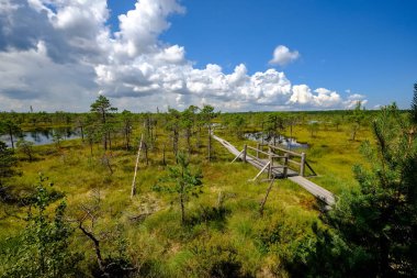güzel bir akşam güneş ışığı yaz bataklık yeşil yaprakları ile bataklıkta ahşap patika. perspektif görünümü ahşap tahta