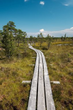 güzel bir akşam güneş ışığı yaz bataklık yeşil yaprakları ile bataklıkta ahşap patika. Boardwalk perspektif içinde görüntülemek - dikey, hareket eden aygıt hazır görüntü