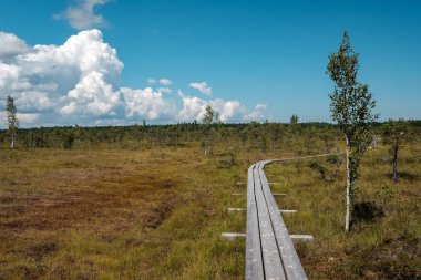güzel bir akşam güneş ışığı yaz bataklık yeşil yaprakları ile bataklıkta ahşap patika. perspektif görünümü ahşap tahta