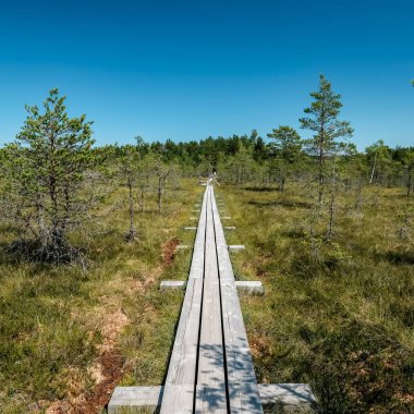 güzel bir akşam güneş ışığı yaz bataklık yeşil yaprakları ile bataklıkta ahşap patika. perspektif görünümü - dikey, mobil aygıt hazır görüntü