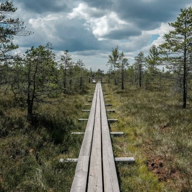 güzel bir akşam güneş ışığı yaz bataklık yeşil yaprakları ile bataklıkta ahşap patika. perspektif görünümü - dikey, mobil aygıt hazır görüntü