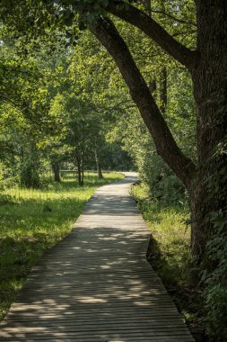 güzel bir akşam güneş ışığı yaz bataklık yeşil yaprakları ile bataklıkta ahşap patika. Boardwalk perspektif içinde görüntülemek - dikey, hareket eden aygıt hazır görüntü