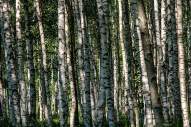 Beyaz huş ağacı gövde doku bulutlu yaz günü ormandaki yeşil yeşillik ile