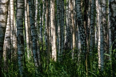Beyaz huş ağacı gövde doku bulutlu yaz günü ormandaki yeşil yeşillik ile