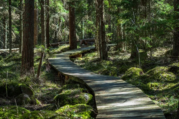 Holzweg Sumpf Mit Schönem Abendsonnenlicht Grünen Laub Des Sommermoors Holzpromenade — Stockfoto