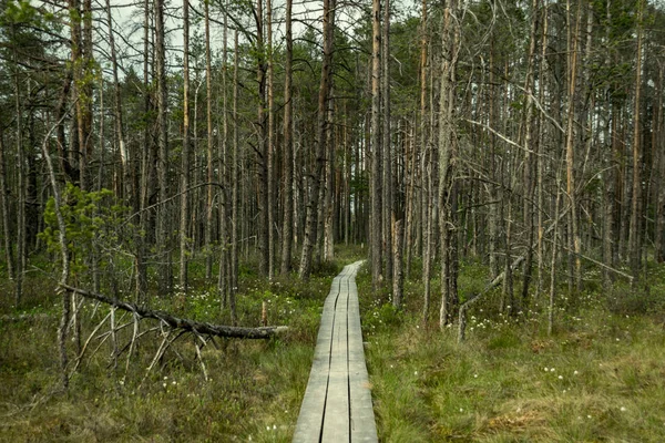 Donkere Houten Wandelpad Moeras Met Mooie Avondzon Licht Groen Gebladerte — Stockfoto