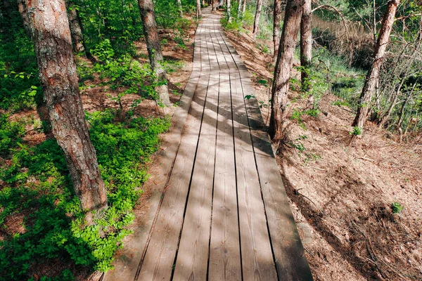 Sendero Madera Pantano Con Hermosa Luz Del Sol Noche Follaje — Foto de Stock