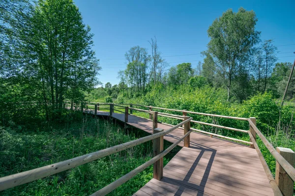 güzel bir akşam güneş ışığı yaz bataklık yeşil yaprakları ile bataklıkta ahşap patika. perspektif görünümü ahşap tahta