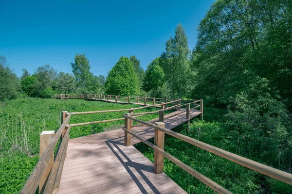 güzel bir akşam güneş ışığı yaz bataklık yeşil yaprakları ile bataklıkta ahşap patika. perspektif görünümü ahşap tahta