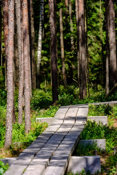 деревянная тропинка в болоте с прекрасным вечерним солнечным светом в зеленой листве летнего болота. панель в перспективе - вертикальное, мобильное устройство готовое изображение
