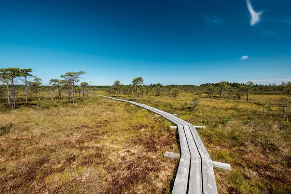 Houten Wandelpad Moeras Met Mooie Avondzon Licht Groen Gebladerte Van — Stockfoto