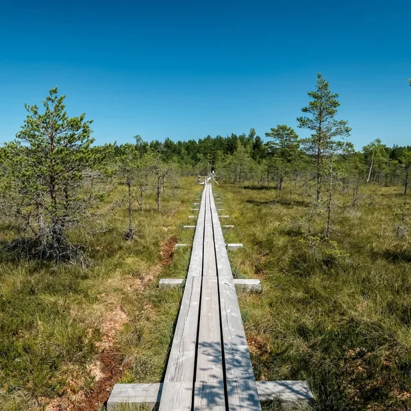 güzel bir akşam güneş ışığı yaz bataklık yeşil yaprakları ile bataklıkta ahşap patika. perspektif görünümü - dikey, mobil aygıt hazır görüntü