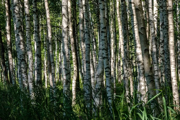 森の緑の葉と夏の曇り日で白樺ツリー トランク テクスチャ — ストック写真