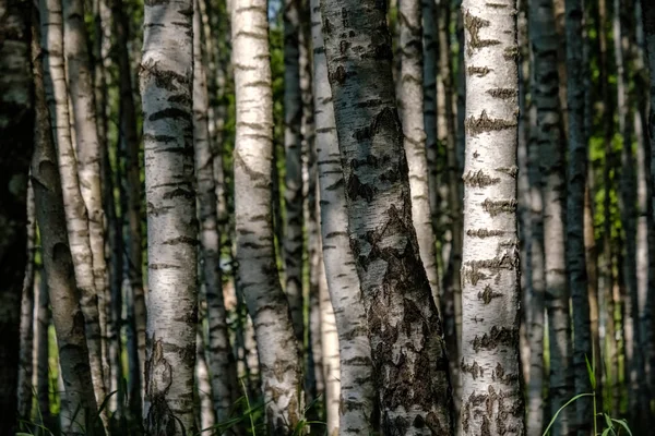 Vit Björk Träd Bålen Textur Mulen Sommardag Med Grönt Bladverk — Stockfoto