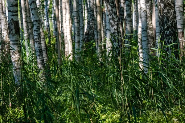 Bílá Bříza Strom Kmen Textura Zatažené Letní Den Zelené Listí — Stock fotografie