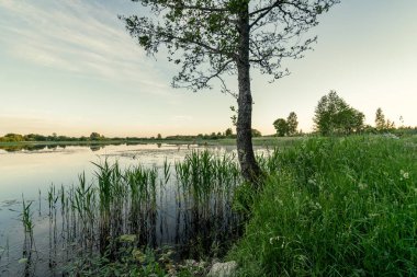 ağaç gövde siluetleri yeşil yaz aylarında nehir kıyısında