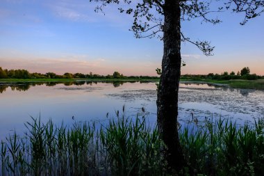 ağaç gövde siluetleri yeşil yaz aylarında nehir kıyısında