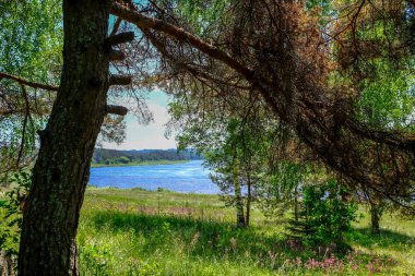 ağaç gövde siluetleri yeşil yaz aylarında nehir kıyısında