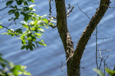 ağaç gövde siluetleri yeşil yaz aylarında nehir kıyısında