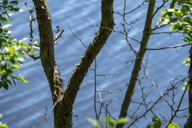 ağaç gövde siluetleri yeşil yaz aylarında nehir kıyısında