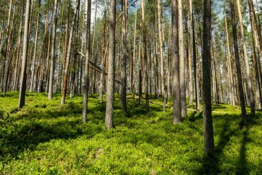 arka planda yeşil yeşillik dokular ile ağaç gövde siluetleri ormandaki. güneşli gün