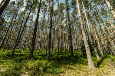 arka planda yeşil yeşillik dokular ile ağaç gövde siluetleri ormandaki. güneşli gün