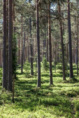 arka planda yeşil yeşillik dokular ile ağaç gövde siluetleri ormandaki. güneşli gün