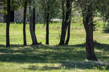 arka planda yeşil yeşillik dokular ile ağaç gövde siluetleri ormandaki. güneşli gün