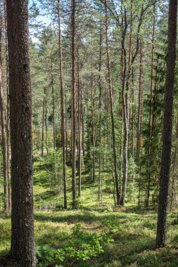 arka planda yeşil yeşillik dokular ile ağaç gövde siluetleri ormandaki. güneşli gün