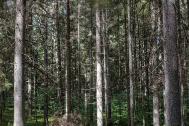 arka planda yeşil yeşillik dokular ile ağaç gövde siluetleri ormandaki. güneşli gün