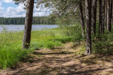 ağaç gövde siluetleri yeşil yaz aylarında nehir kıyısında
