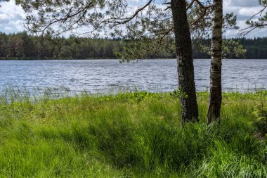 ağaç gövde siluetleri yeşil yaz aylarında nehir kıyısında