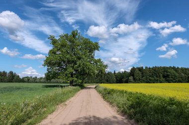 Yaz aylarında köy çakıl yol kırsal etrafında ağaçlar ve bulutlar gökyüzünde