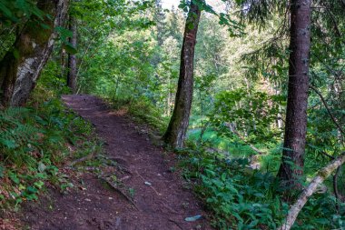 arka planda yeşil yeşillik dokular ile ağaç gövde siluetleri ormandaki. güneşli gün