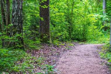 arka planda yeşil yeşillik dokular ile ağaç gövde siluetleri ormandaki. güneşli gün