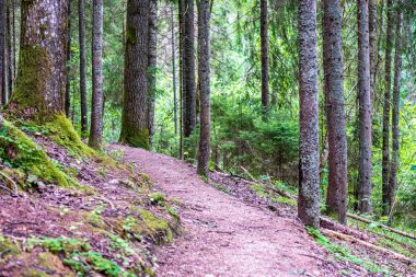 arka planda yeşil yeşillik dokular ile ağaç gövde siluetleri ormandaki. güneşli gün